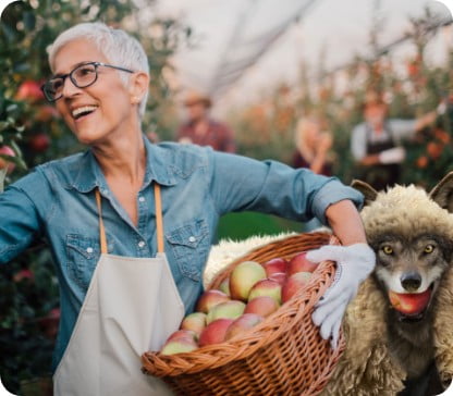Woman picking apples and next to her a wolf in sheep's clothing with an apple in its mouth
